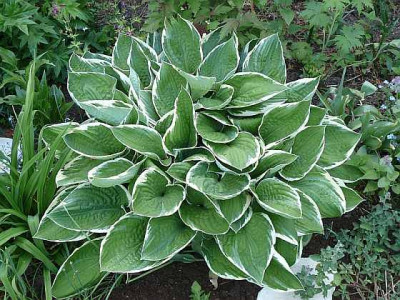 hosta_francee_2012-05-14_188k.jpg