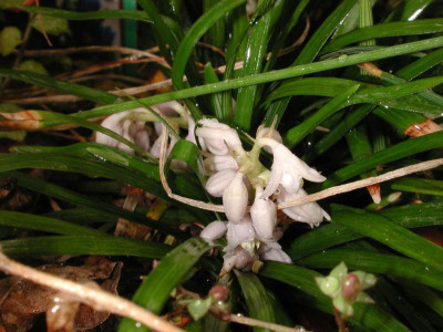 Ophiopogon_japonicus.jpg