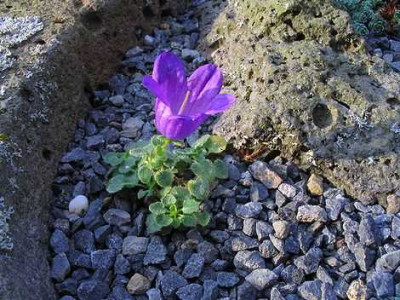 Campanula_morettiana_Hortu.jpg