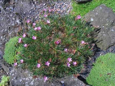 Acantholimon_androsaceum_Hortu.jpg