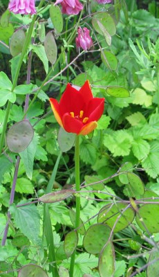 Tulipa_sprengeri_2013.jpg