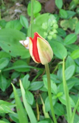 Tulipa_sprengeri_2013b.jpg
