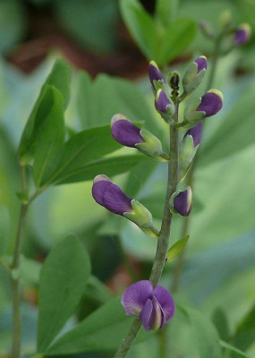 baptisia_australis_2013-06-07_566.jpg
