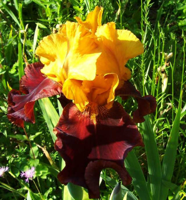 Juni_062_Supreme_Sultan.jpg