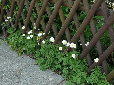 anemone_sylvestris_2013-05-17_324_80k.jpg