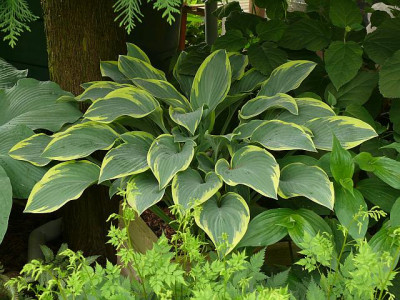 hosta_dress_blues_2013-06-08_605.jpg