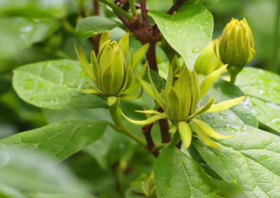 Calycanthus_floridus_Athens.jpg