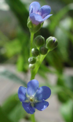 Omphalodes_nitida.jpg