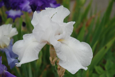 C7429_Small.JPG