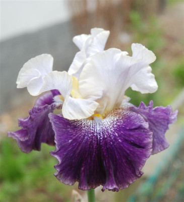 C7414a_Medium.jpg