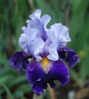 C7427a_Small.jpg