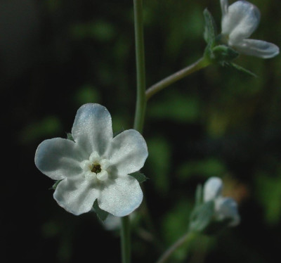 Omphalodes_kuzinkyanae.jpg