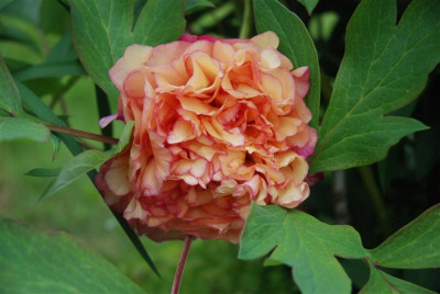 C7418_Small.JPG