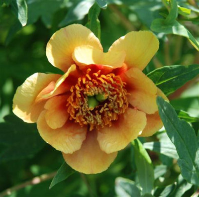 C7369a_Small.jpg