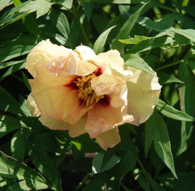 C7365a_Small.jpg