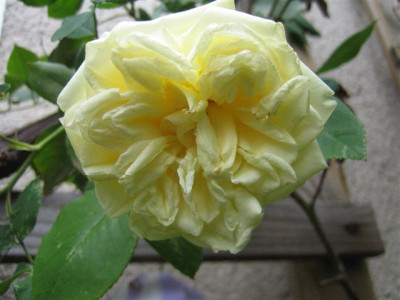 belle_lyonnaise_06-74_Klein.JPG