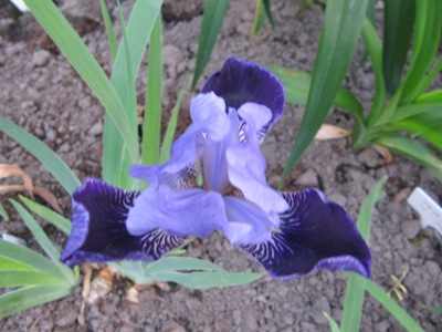 Iris_A.JPG