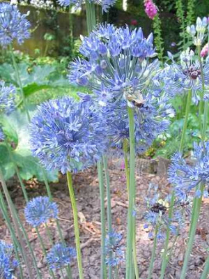 Allium_caeruleum_Hortu.jpg
