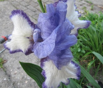 IMG_4049_Iris.JPG
