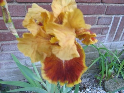 IMG_4042Iris.JPG