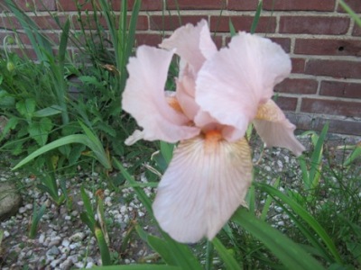 IMG_4044_Iris.JPG