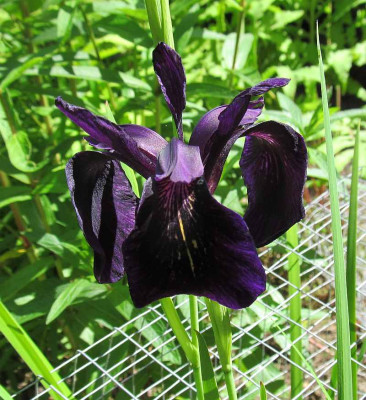 BG_Iris_chrysographes_Black_Form_2013-06-10.jpg