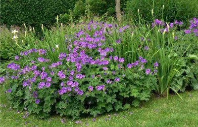garten_wiesen1.jpg