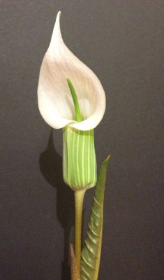 Arisaema_candidissimum_06-2013_900x900_80KB.jpg