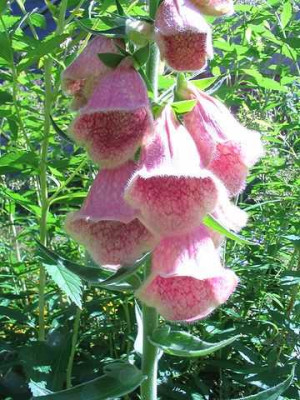 Digitalis_welcher_Hortu.jpg
