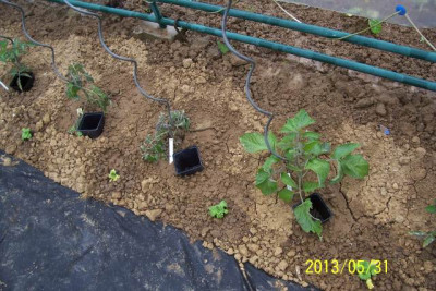 Mai_142_schlappe_Tomate.jpg