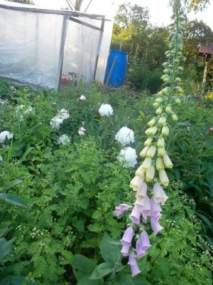 Blumenallerlei.jpg