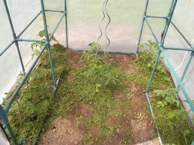 Ackertomaten.jpg