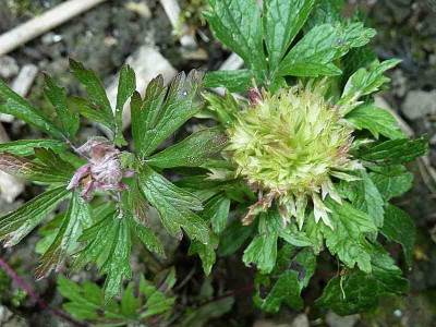 Anemone_sylvestris_P10703801.jpg