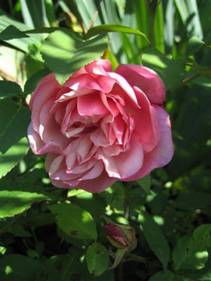 general_schablikine_06-24_Klein.JPG