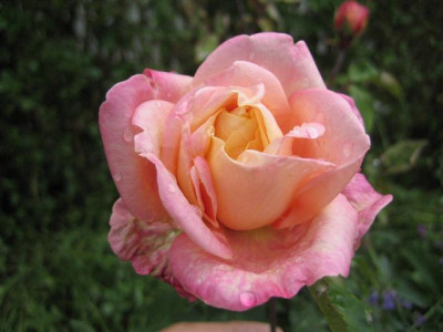 rosette_delizy_06-7_4_Klein.JPG