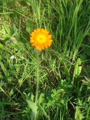 Wer_kennt_diese_Blume.jpg