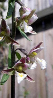 Epipactis_palustris_2005-06-2.JPG