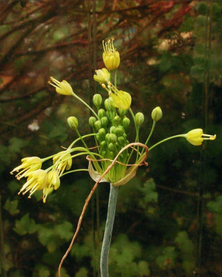 Allium_flavum.jpg