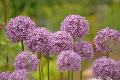 mg_8805Pur.jpg