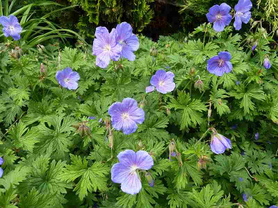 Geranium_Blue_Baby_P10703731.jpg