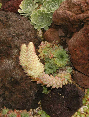 Orostachys_spinosus_Blute.jpg