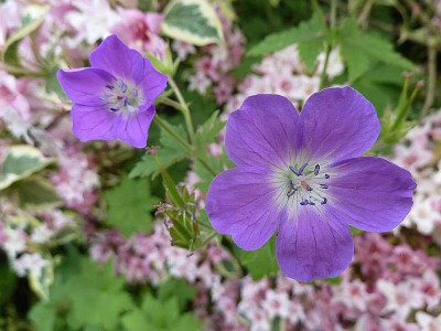 Geranium_sylvaticum_P10703931.jpg