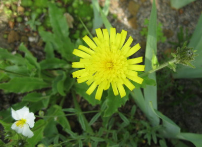 IMG_8900_Hiracium_welches_web.jpg