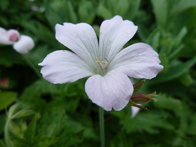 Geranium_Rebecca_Moss_P10704121.jpg