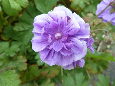 Geranium_himalayense_Plenum_P10703751.jpg