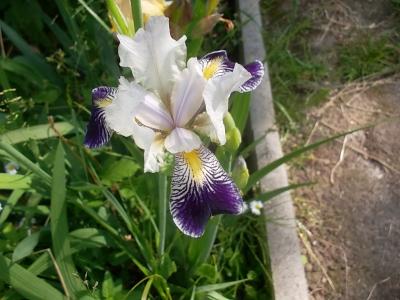 Irisweiss-blau.jpg