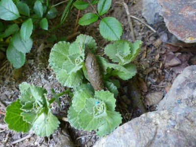 Coleus_canina.jpg