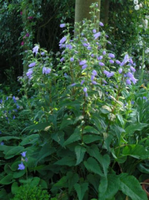 Campanula_trachelium_27_06_05.jpg