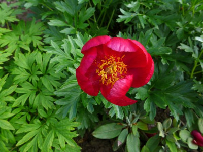 Paeonia_peregrina_fars_2013.jpg