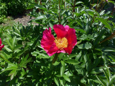 Paeonia_officinalis_fars_2013.jpg